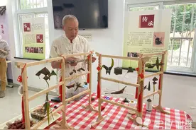 秤砣粽、元宝粽、蝴蝶粽你见过吗？苏州“粽子达人”端出49种“花式”粽子！图片