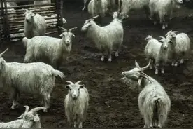 10句话速读《乌合之众》，为什么说人群像羊群图片