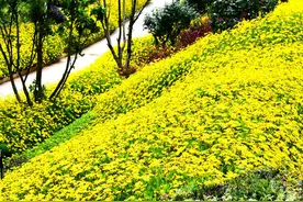 黄金菊的花语及其价值图片