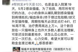 爱它，请不要放弃它！猫传腹不等于判死刑图片