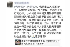 爱它，请不要放弃它！猫传腹不等于判死刑图片