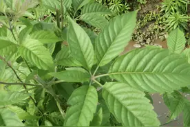 农村老人叫它“止痛草”，挖出来后有“黄金根”，过于珍贵，稀少图片