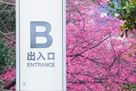 梅花盛开！贵阳又现“醉美”地铁站图片