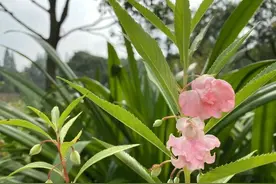观生自然丨辨正指甲花图片