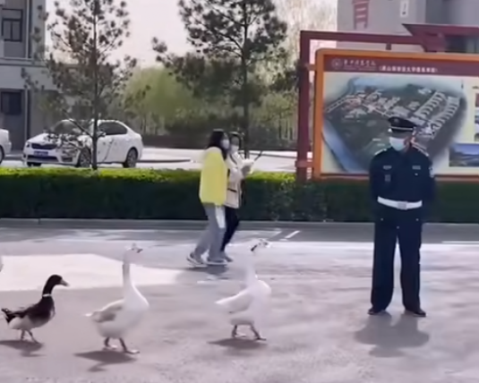 鸡皮疙瘩和眼泪