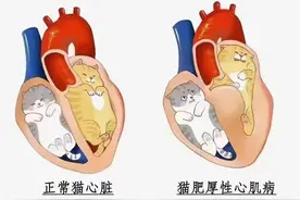 猫肥厚性心肌病图片