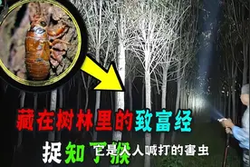 300亿只知了猴在美国泛滥，在中国卖1~2元一只，依旧供不应求图片