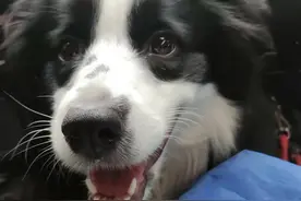 在家治疗狗狗细小的成功方法，强烈建议码住，能救一个是一个！图片