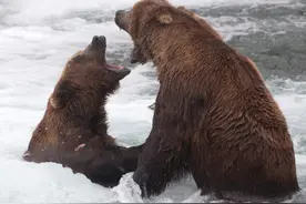 谁才是最强棕熊，吃鱼的竟然打不过吃肉的？图片