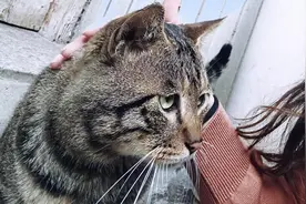 两只小猫的爱情，令我泪目，“问世间情为何物”图片