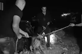 非洲深夜传来“猛兽”嘶吼声，三个人才能制服？到底是什么动物？图片