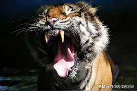 唐僧居然是王母以前的坐骑老虎，白骨精玉兔唐僧均来自月亮图片