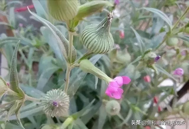 踏春必备“百草图”之三，身边那些有价值的野草，你能认识几种？