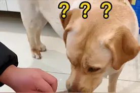 男子倒益生菌给狗狗，狗子误以为主人给自己下药，反应也太真实了图片