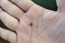 蚊虫叮咬快速消肿图片
