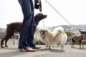 你家小狗会迎接你下班吗？有这种行为的狗子，说明它是爱你的图片