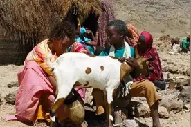 ​《沙漠之花》痛且真实：为了5头骆驼，12岁的她被许配给60岁老头图片