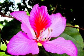 冬天开的100种花（二）乔木花卉：木棉、异木棉、玉兰、紫荆图片