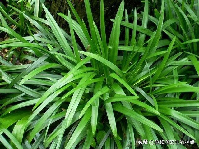 踏春必备“百草图”之三，身边那些有价值的野草，你能认识几种？