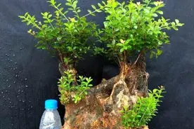 赤楠盆景养护难？记住这6点，方法简单不失枝，养成胖墩子图片