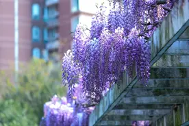 【探索】紫藤花开，这些公园可赏紫色“瀑布”→图片