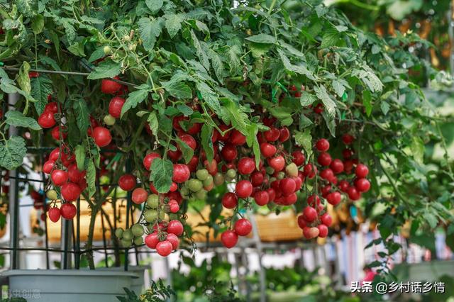 教你自制液体有机菌肥，种植蔬菜那才叫真的好，谁用谁知道