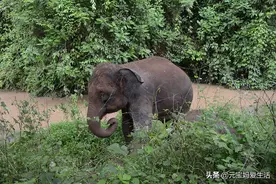动物会报复人吗？有人说这只是巧合，该怎么理解这种“巧合”？图片