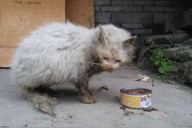 “不想养猫后，我故意打开了家门”图片