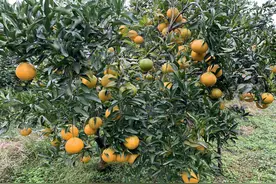 柑橘快速培育挂果管理方法，4点经验值得借鉴图片