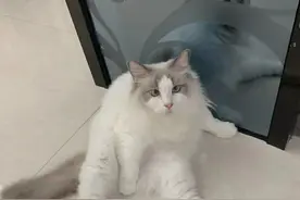 搞笑宠物合集图片