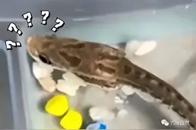 黑鱼只吃水能活多久？4条黑鱼被男子遗忘8个月，瘦成蝌蚪款大头鱼图片