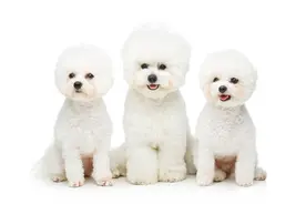 关于比熊犬的二十个冷知识图片