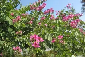 玩味《红楼梦》38第十八回上（10万+课程老师讲义）图片