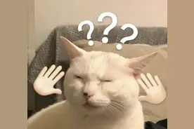 猫猫表情包｜听我说谢谢你图片