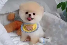 “买狗一时爽，养狗火葬场”以上这五种狗，真的不要轻易饲养图片