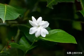 茉莉花开花就掉是哪些原因造成的？有何处理方法？图片