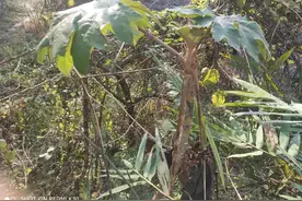 通花根和笔筒草——农村野草也是菜图片