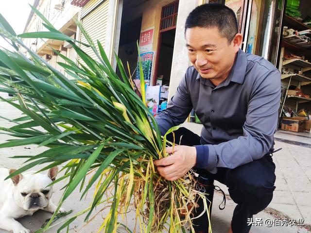 红糖能替代化肥？这种风靡网络的谣言，为啥能大行其道