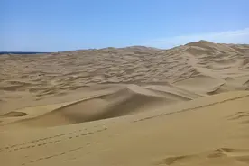 沙漠里盛开的爱情花图片
