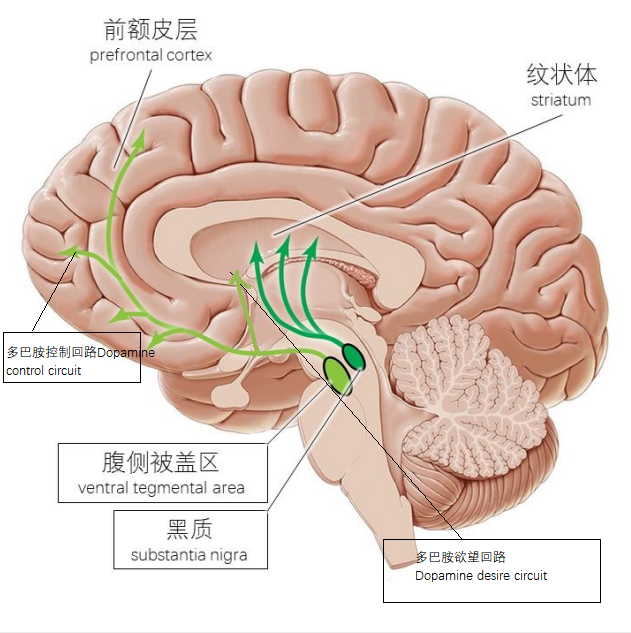 行为是如何受到影响的-神经科学篇