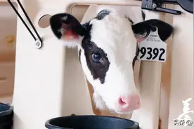 牛产后镇痛图片