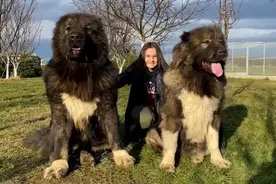 世界上最危险的10种恶犬，超出你的想象！图片