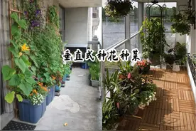 一看就会过日子，阳台那么大点地方，搭个架子，种花又种菜真省钱图片