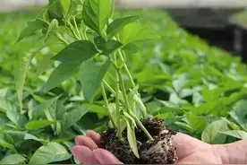 露地定植瓜菜苗后如何管理？才能有利菜苗健壮生长图片