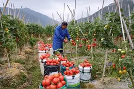 西红柿的最佳搭档是空心菜梗，不仅清爽脆口开胃，营养翻倍图片