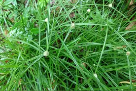 田边1种大害草，名字挺吓人，却是民间治病良药，人称“散寒草”图片