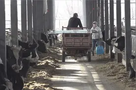 沧州银行百万信用贷 助力农民养殖户拿下大订单图片