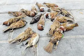 为啥麻雀的数量变少了，而斑鸠的数量却越来越多？斑鸠为啥这么强图片