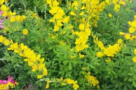 金雀花，花色金黄似麻雀，还超级香图片