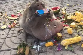 胖猴子身为族群头领，以权谋私，最终死于大吃大喝图片